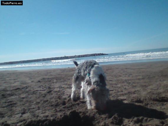 La foto del perro