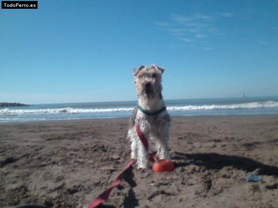 La foto del perro