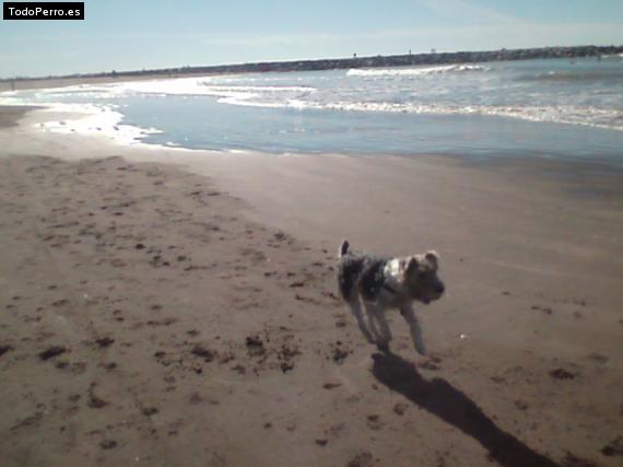 La foto del perro