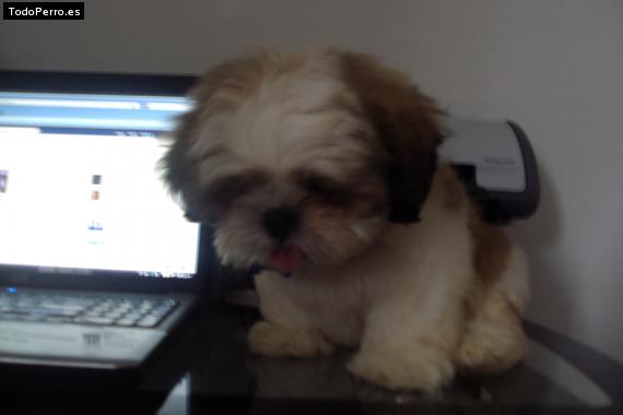 La foto del perro
