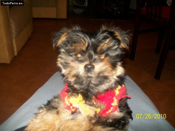 La foto del perro
