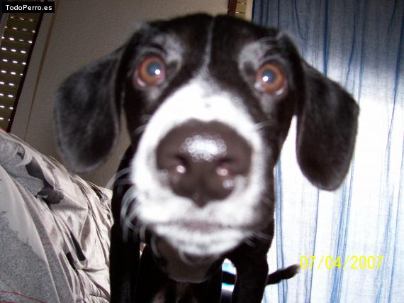 La foto del perro