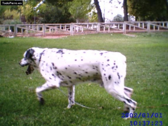 La foto del perro