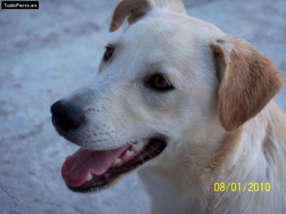 La foto del perro