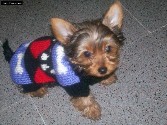 La foto del perro
