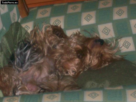 La foto del perro
