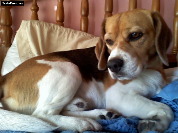 La foto del perro