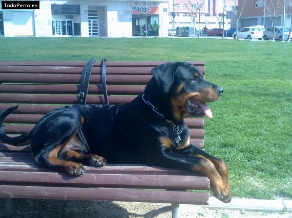 La foto del perro
