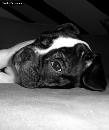 La foto del perro