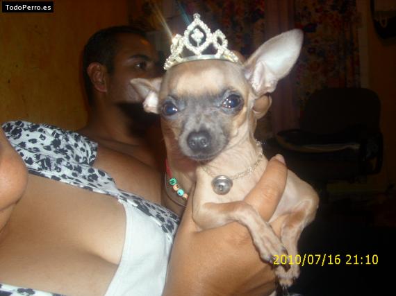 La foto del perro