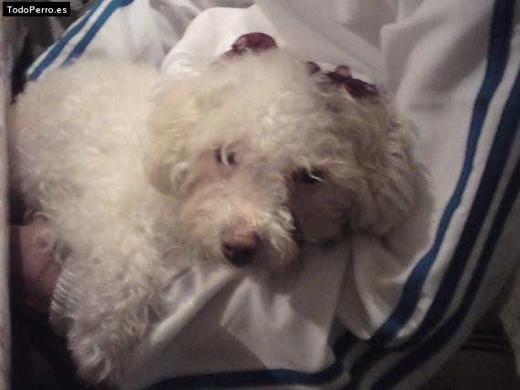 Foto del perro Easy