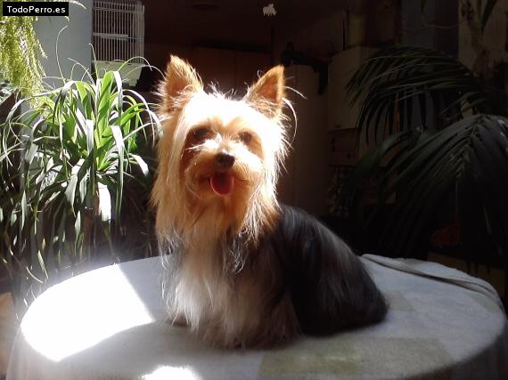 La foto del perro