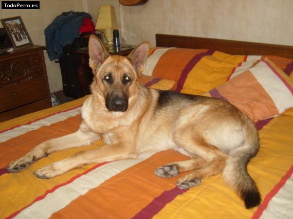La foto del perro