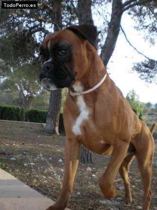 La foto del perro