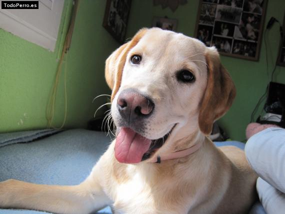 La foto del perro