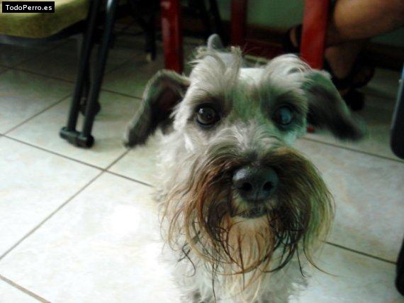 La foto del perro