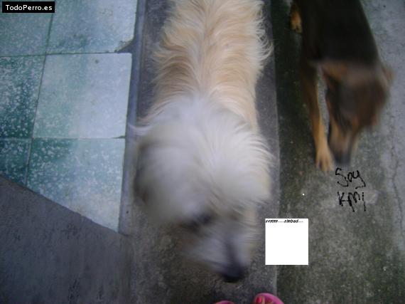 La foto del perro