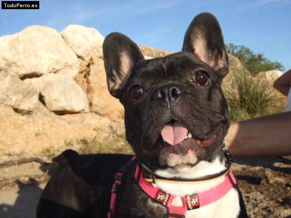 La foto del perro