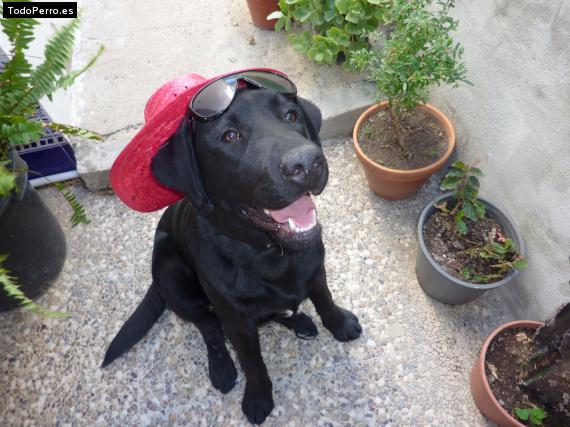 La foto del perro