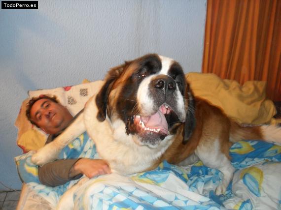 La foto del perro