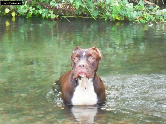 La foto del perro