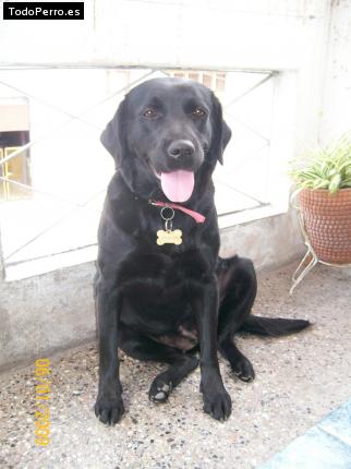 La foto del perro