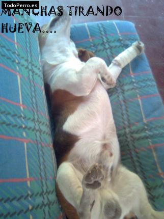 La foto del perro