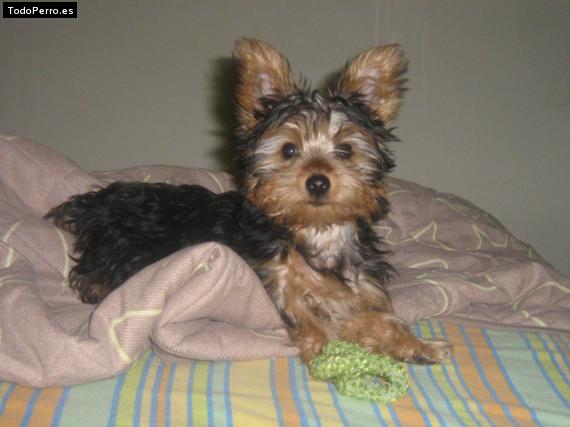 La foto del perro