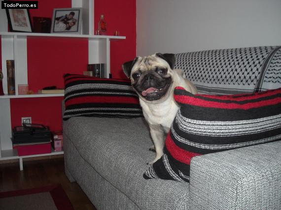 La foto del perro