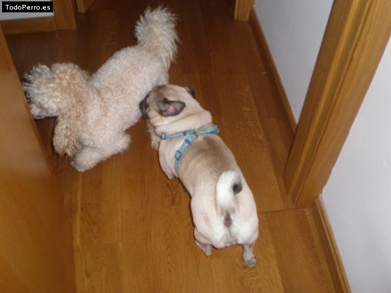 La foto del perro