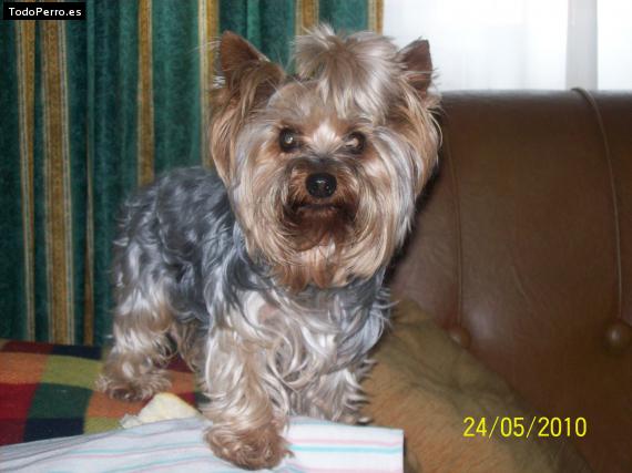 La foto del perro