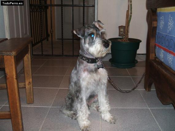 La foto del perro