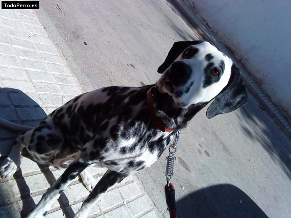 La foto del perro