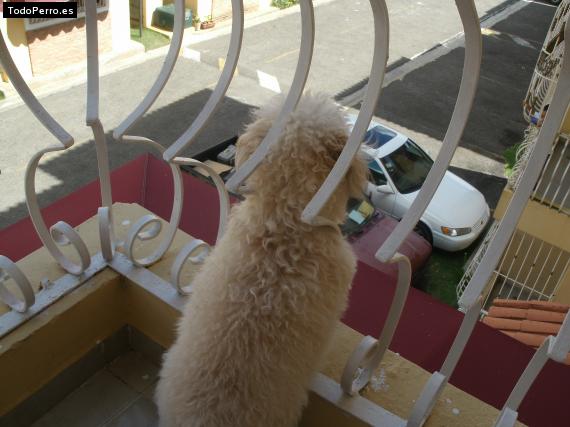 La foto del perro