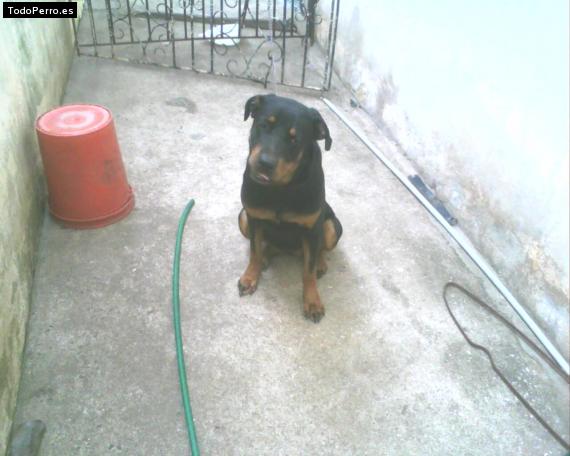 La foto del perro