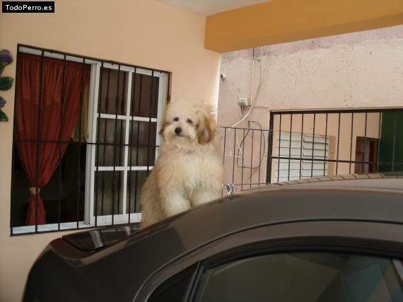 La foto del perro