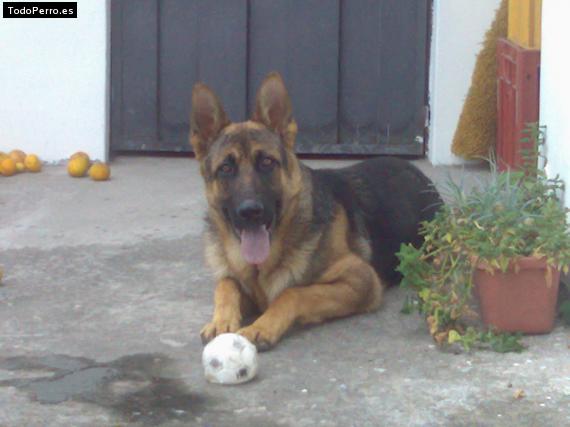 La foto del perro