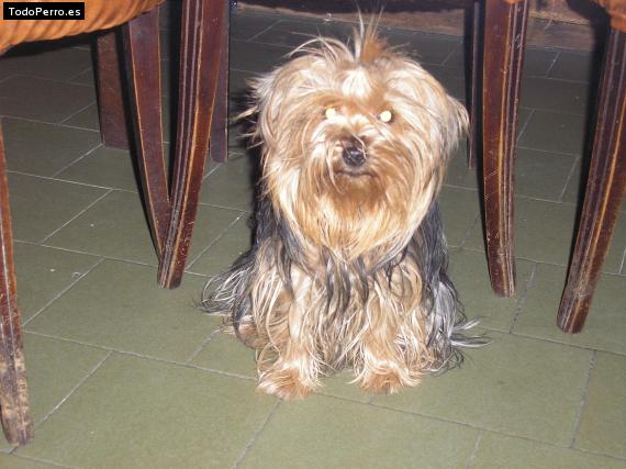 La foto del perro