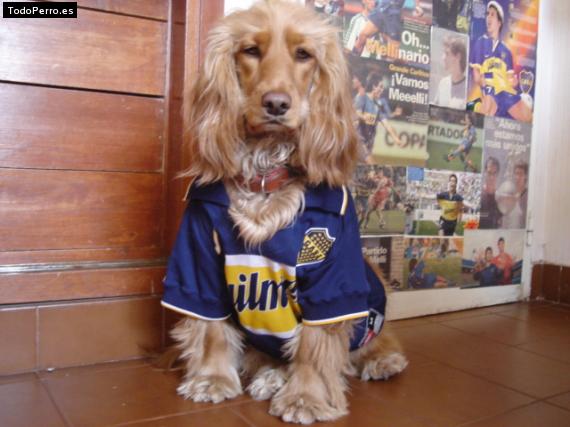 La foto del perro