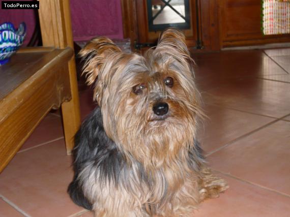 La foto del perro