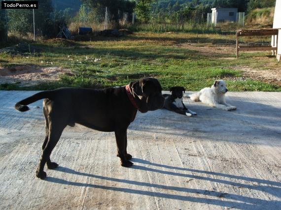La foto del perro