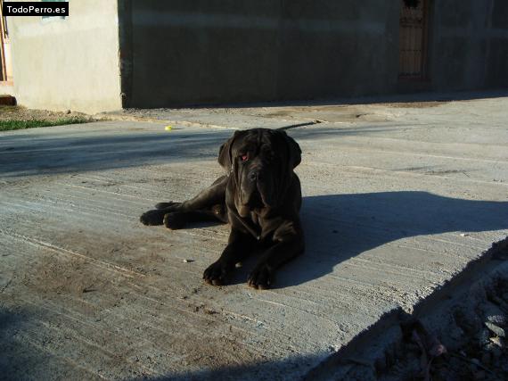 La foto del perro