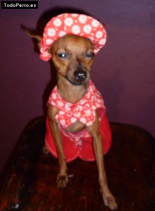 La foto del perro