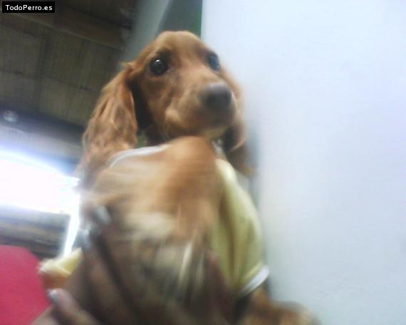 La foto del perro