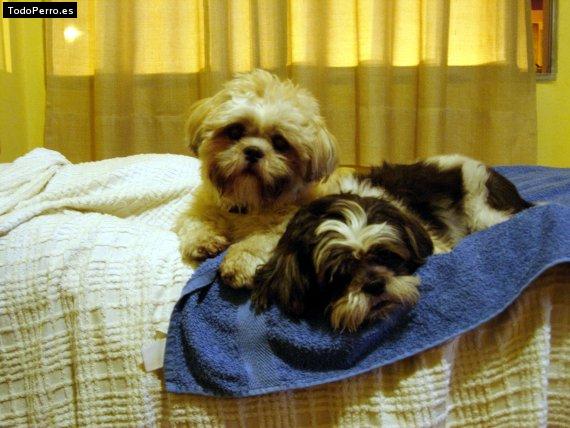 La foto del perro