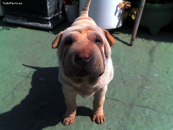 La foto del perro