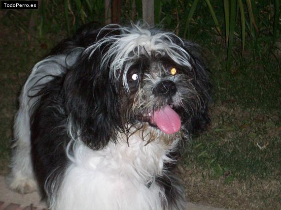La foto del perro