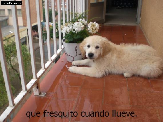 La foto del perro