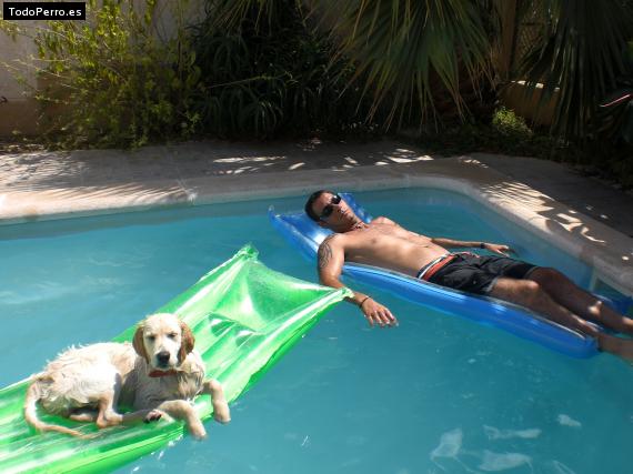 La foto del perro