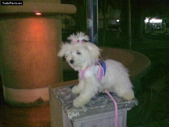 La foto del perro